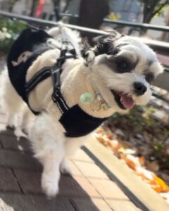 チップ　紅葉中杉通り散歩